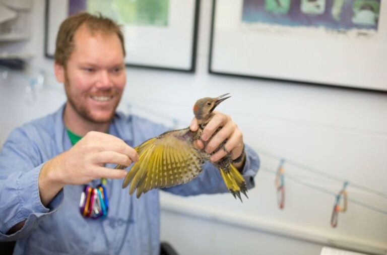 Luke DeGroote holds a Northern Flicker in 2017. Bird banding is currently on hold during the shutdown. (Powerdermill Nature Reserve)