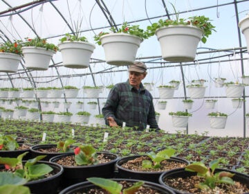 Thousands of seedlings sprout in a hothouse on Ron Fox's farm in Pittsgrove, N.J. (Emma Lee/WHYY)