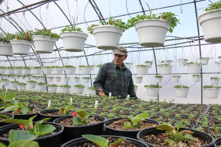 Thousands of seedlings sprout in a hothouse on Ron Fox's farm in Pittsgrove, N.J. (Emma Lee/WHYY)