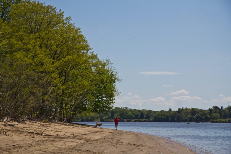 A person walks along a beach in Neshaminy State Park in Bucks County.