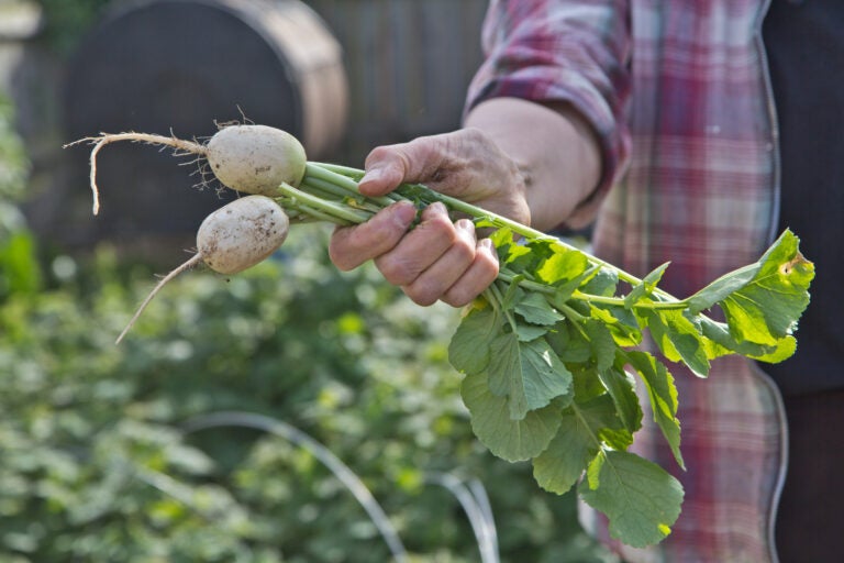 Debbie Rudman shows off a baby daikon radish she grew in her home garden in Port Richmond. (Kimberly Paynter/WHYY)