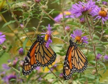 Monarch butterflies in the University of Delaware Botanical Garden in Newark, Del. (Douglas Tallamy/Timber Press via AP)