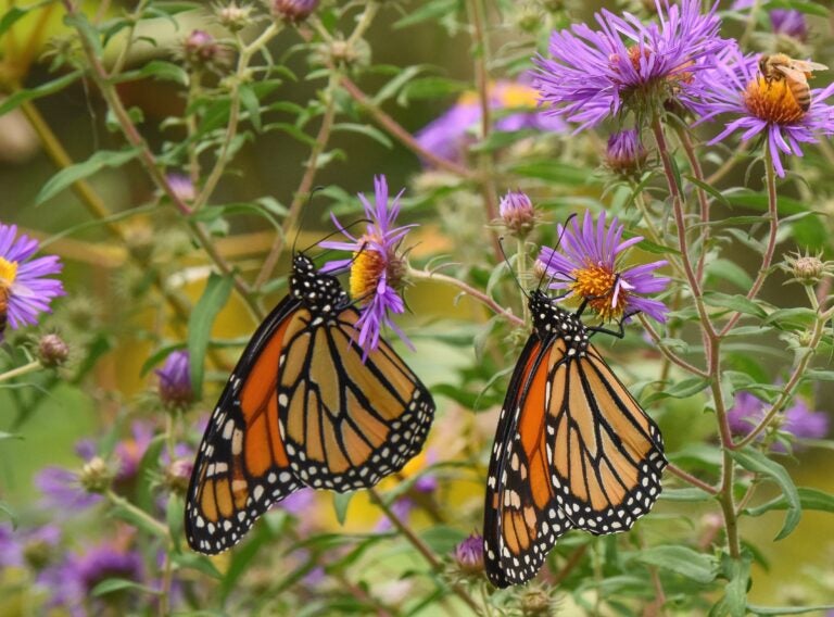 Monarch butterflies in the University of Delaware Botanical Garden in Newark, Del. (Douglas Tallamy/Timber Press via AP)