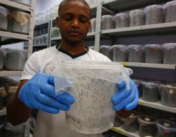 After years of debate, British biotech company Oxitec has received federal approval to test its genetically modified mosquitoes — which are designed to reduce the local Aedes aegypti population — in the Florida Keys. (AP Photo/Andre Penner)