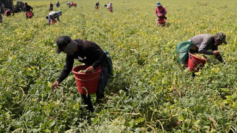 Farmworkers harvest beans