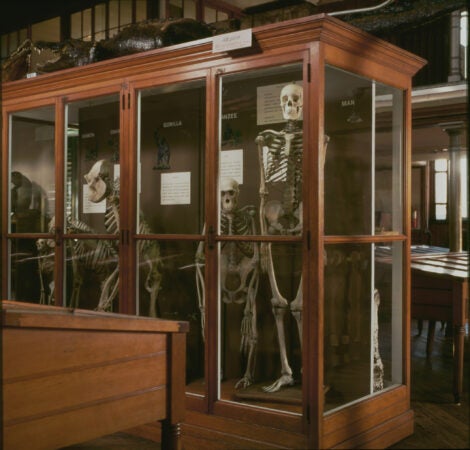 A case displaying human and primate skeletons (Tom Crane/The Wagner Free Institute of Science)