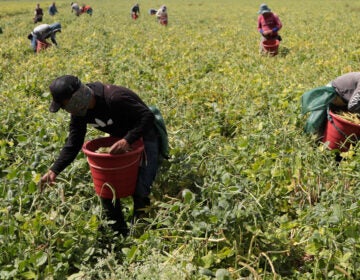 The Department of Health reported Thursday night that two South Jersey farm laborers died from COVID-19, the first fatalities for state farm laborers. Workers harvested beans in Homestead, Fla. on May 12, 2020. (Lynne Sladky/AP Photo)