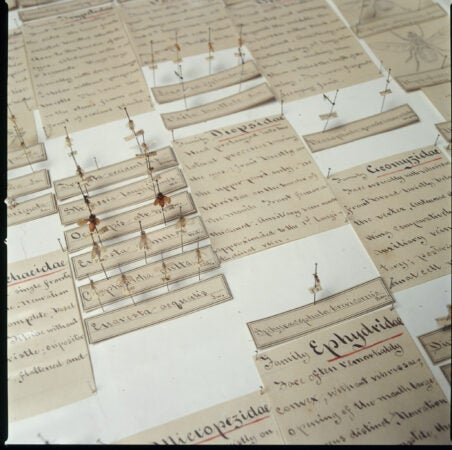 A Victorian collection of insects with handwritten labels (David Graham/The Wagner Free Institute of Science)