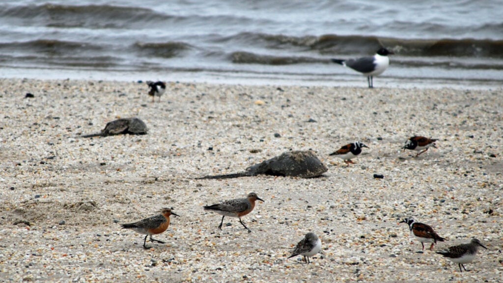 Red knots and horseshoe crabs