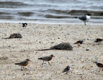 Red knots and horseshoe crabs