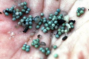 Horseshoe crab eggs