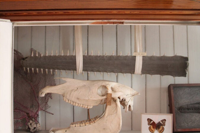 A sawfish specimen (The Wagner Free Institute of Science)