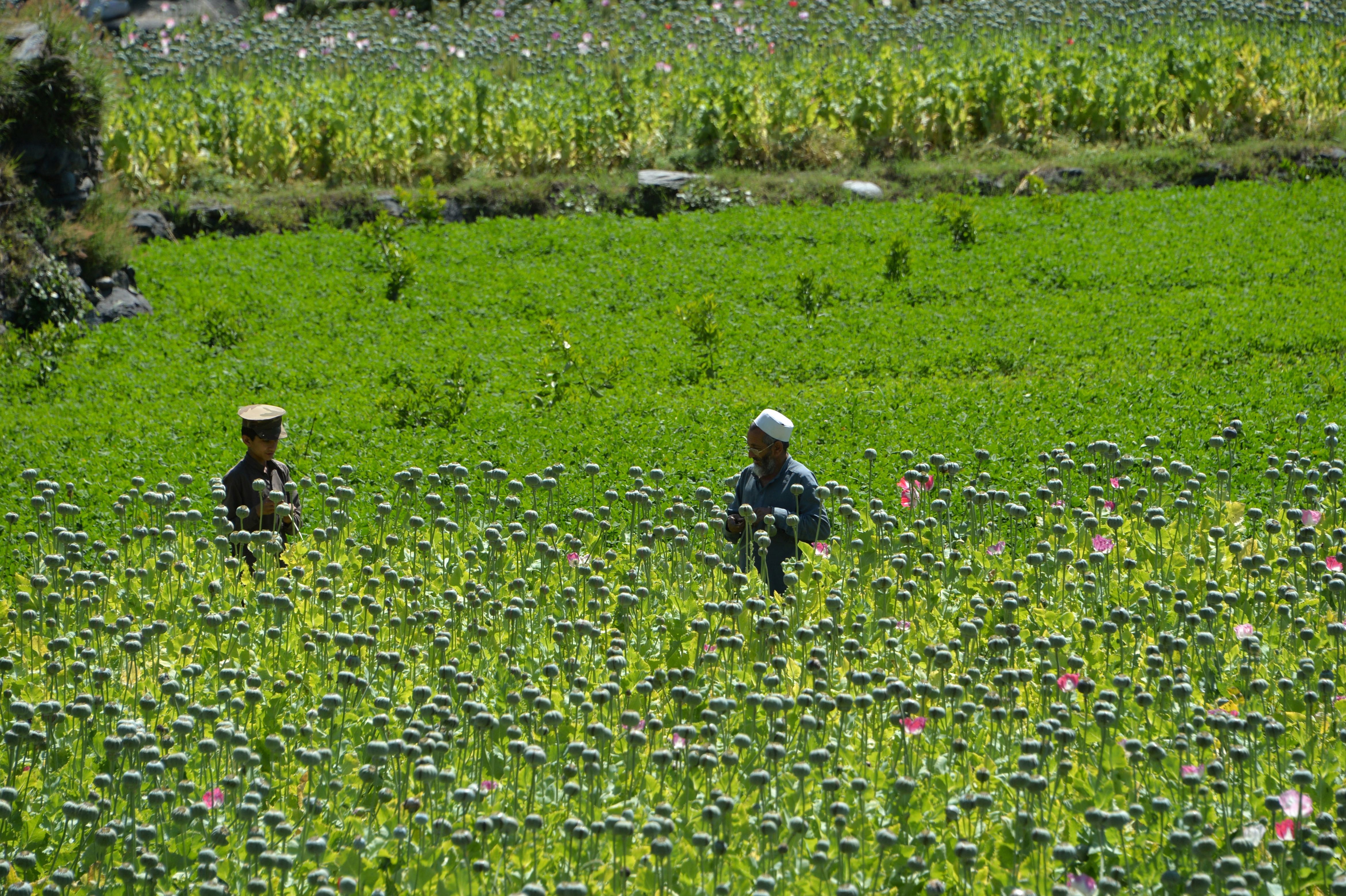 Farmers harvest opium sap from a poppy field