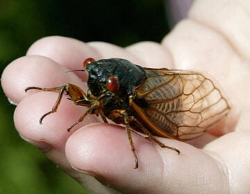 Cicadas