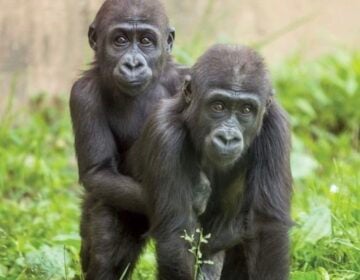 Philadelphia Zoo gorillas