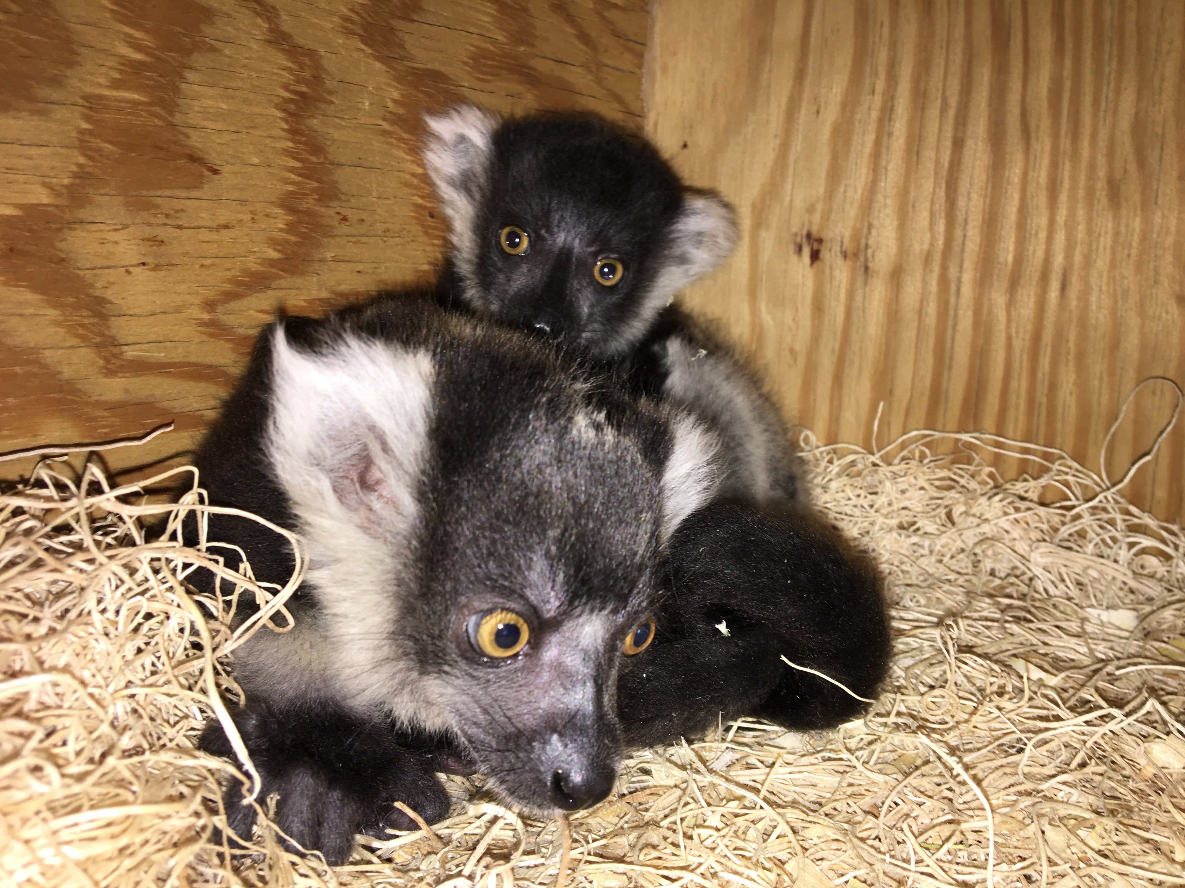 Philadelphia Zoo lemurs