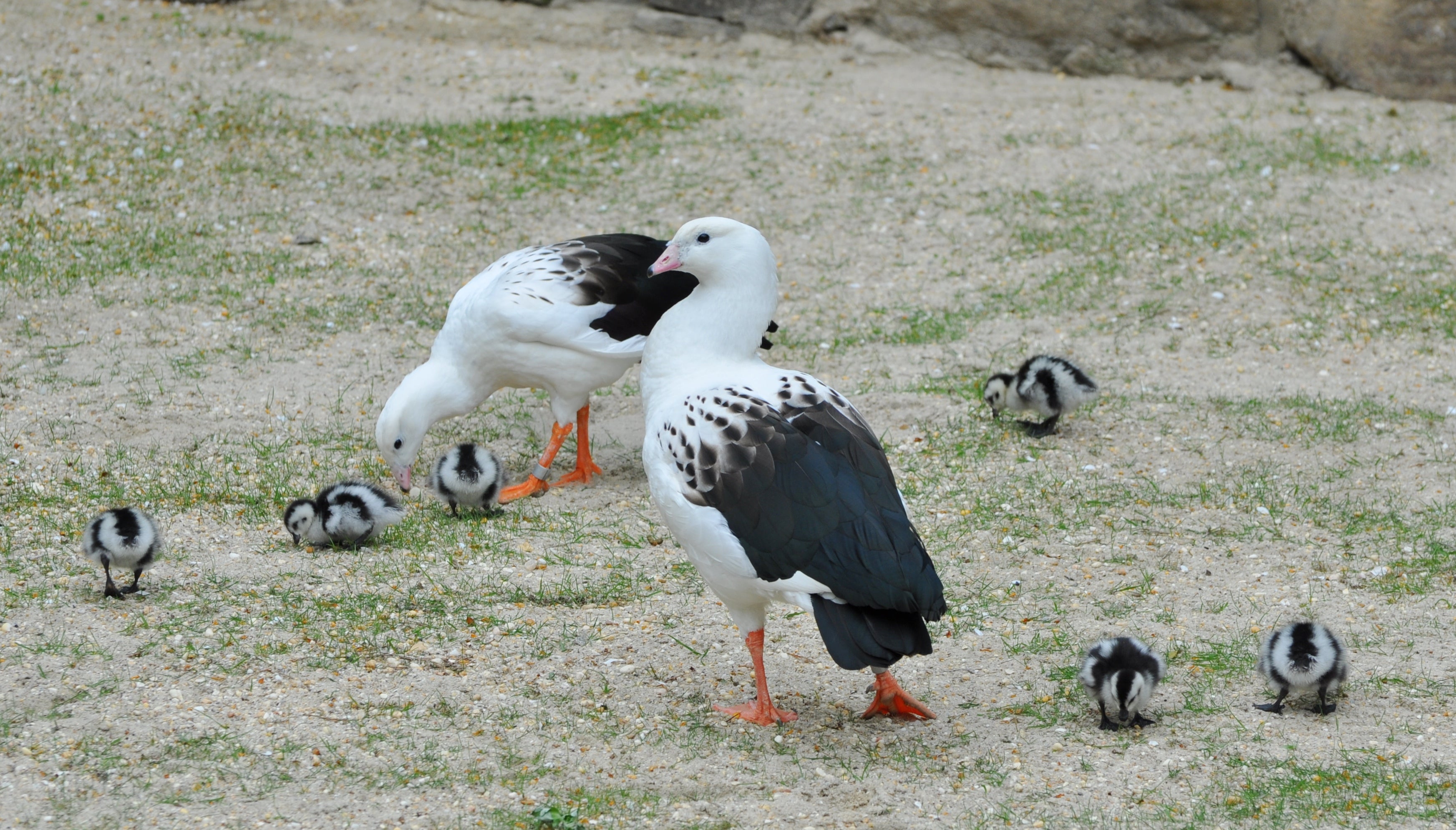 Philadelphia Zoo Andean geese