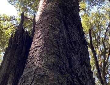 The ancient Gondwana Rainforests of Australia were damaged by recent wildfires. A new study finds the world lost roughly one-third of its old growth forest in the past century. (Nathan Rott/NPR)