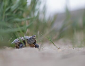 A northern diamondback terrapin