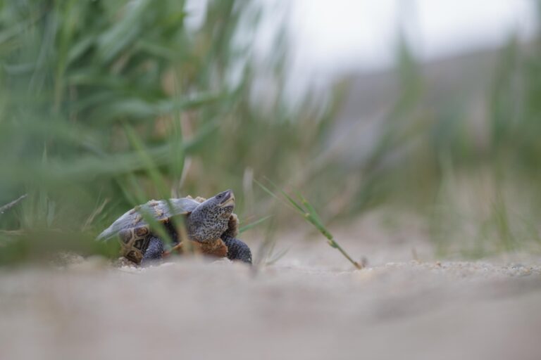 A northern diamondback terrapin