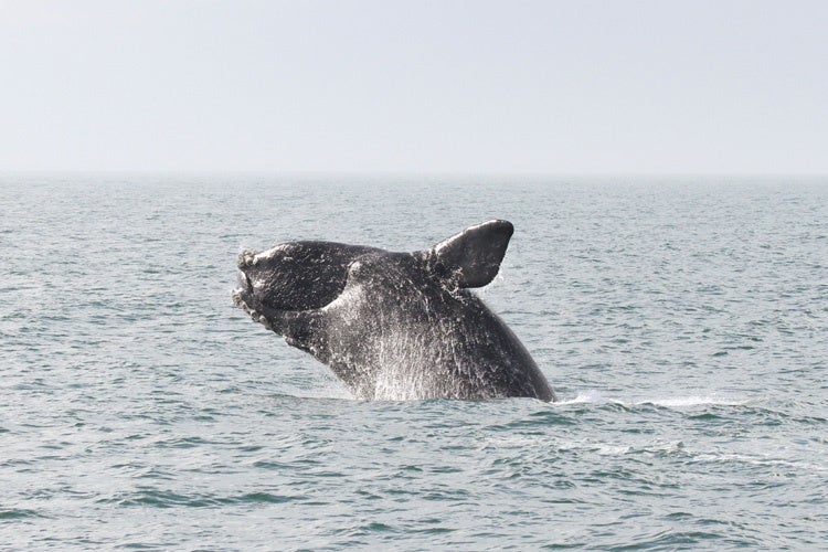 A North Atlantic right whale leaps out of the water.