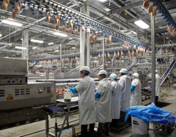 Workers process chickens at the Lincoln Premium Poultry plant, Costco Wholesale's dedicated poultry supplier, in Fremont, Neb., Thursday, Dec. 12, 2019. (AP Photo/Nati Harnik)