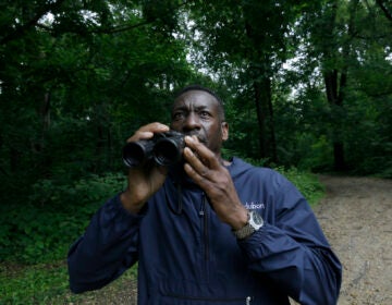 Keith Russell, program manager of urban conservation at Audubon Pennsylvania, lowers his binoculars while conducting a breeding bird census, at Wissahickon Valley Park Friday, June 5, 2020 in Philadelphia. (AP Photo/Jacqueline Larma)