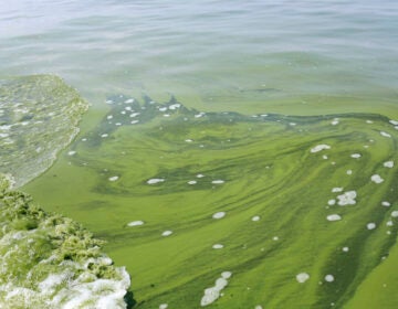 Toxic algae bloom