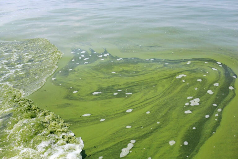 Toxic algae bloom