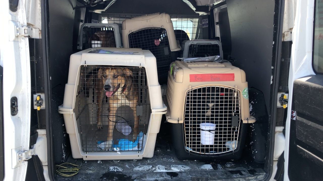 Tropical Storm Cristobal Brandywine SPCA rescues 96 dogs WHYY