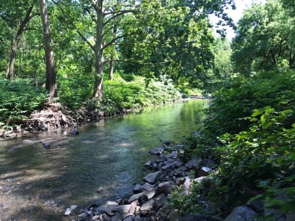 A stretch of Tacony Creek that runs through Olney. (Avi Wolfman-Arent/Keystone Crossroads)