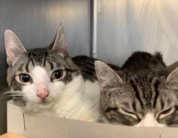 Cats rescued from Lititz raid