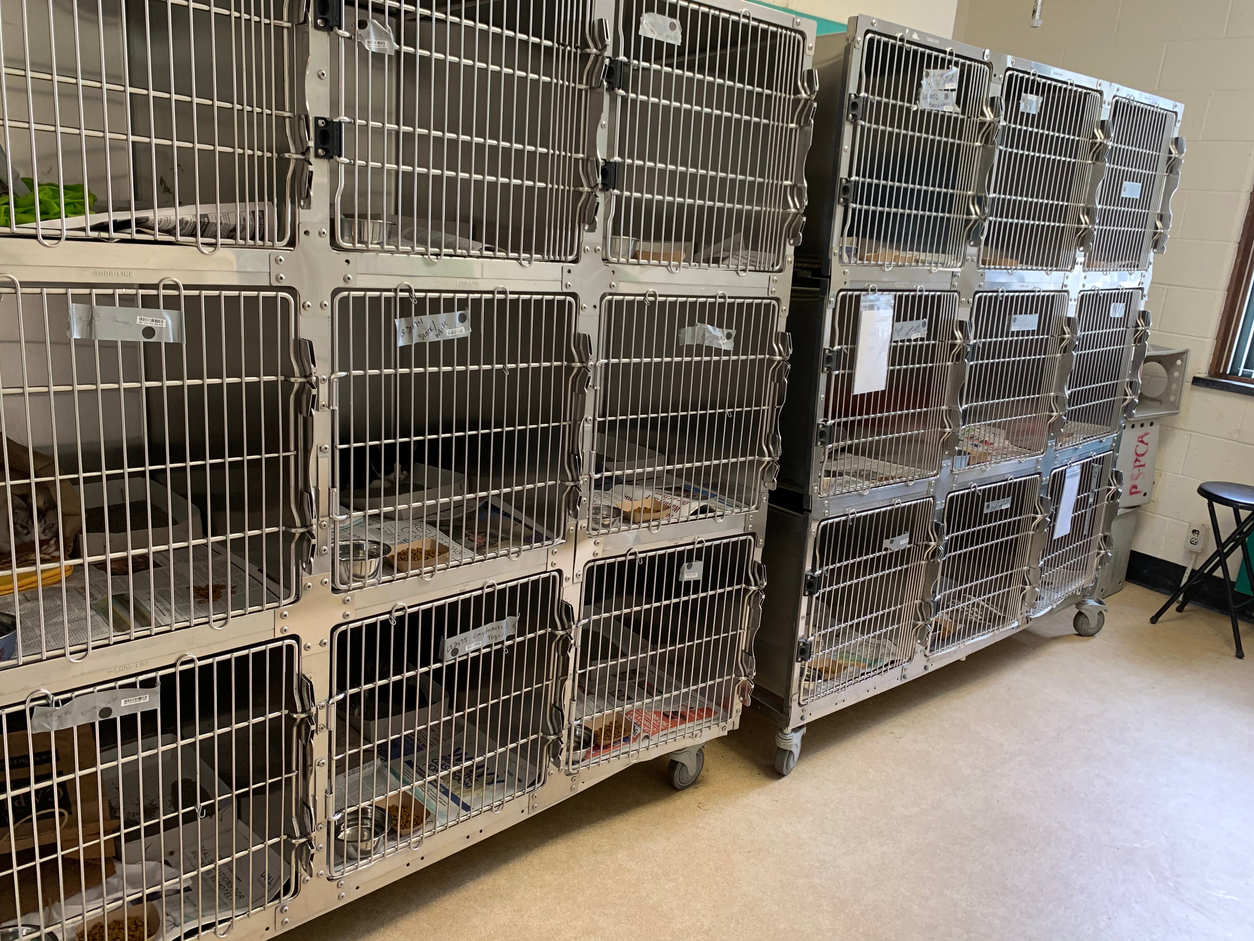 Cats rescued from Lititz raid