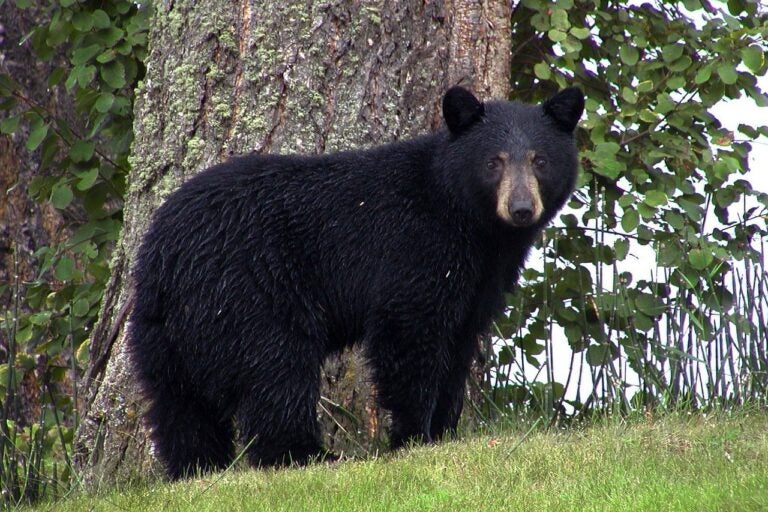 black bears jersey