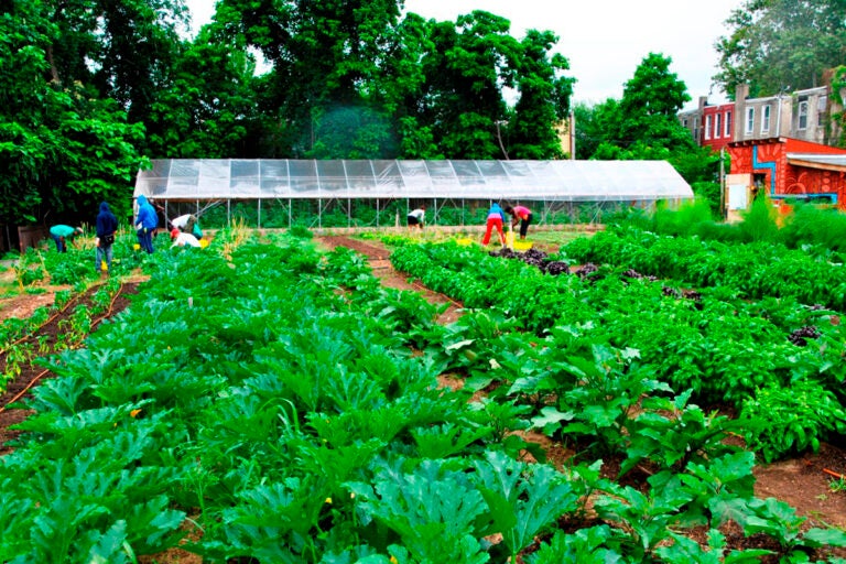 A person works in a farm. Rows of green crops are visible.