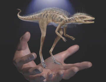 This illustration provided by the American Museum of Natural History in July 2020 depicts a Kongonaphon kely, a newly described reptile near the ancestry of dinosaurs and pterosaurs, shown to scale with human hands. Kongonaphon lived roughly 237 million years ago. (Frank Ippolito/American Museum of Natural History)