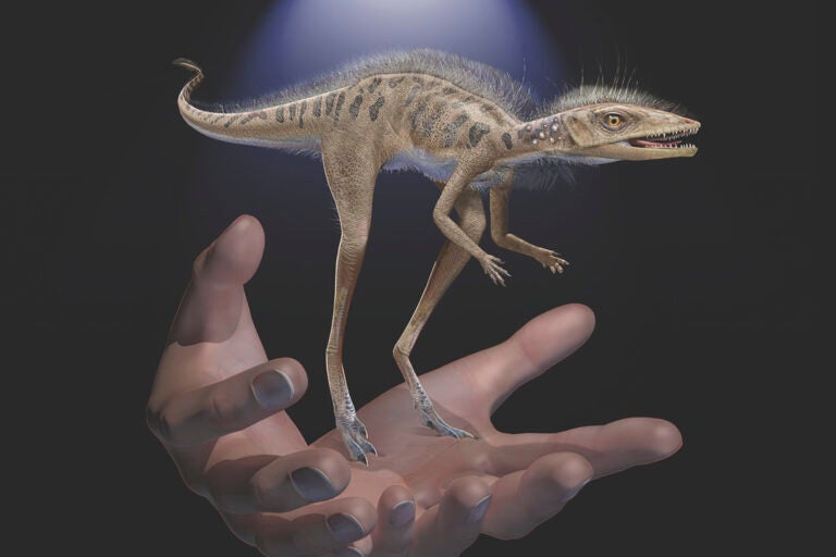 This illustration provided by the American Museum of Natural History in July 2020 depicts a Kongonaphon kely, a newly described reptile near the ancestry of dinosaurs and pterosaurs, shown to scale with human hands. Kongonaphon lived roughly 237 million years ago. (Frank Ippolito/American Museum of Natural History)