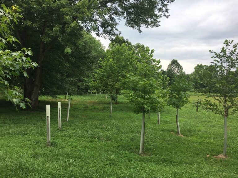 The newest seedlings on Arthur de Leo’s farm. Hidden beyond the older trees is Buck Run, the creek where de Leo planted his first stream buffers. (Courtesy of Arthur de Leo)