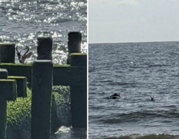 First responders in Long Branch rescued a deer struggling in the ocean on Thursday. (Courtesy of Long Branch Police Department)