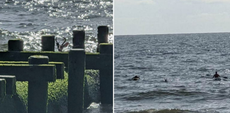 First responders in Long Branch rescued a deer struggling in the ocean on Thursday. (Courtesy of Long Branch Police Department)