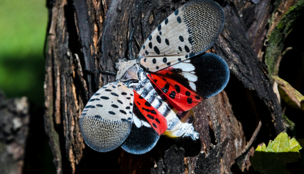 A closeup of a spotted lanternfly