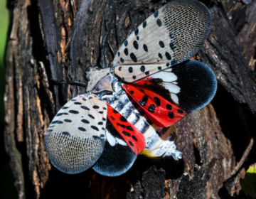 A closeup of a spotted lanternfly