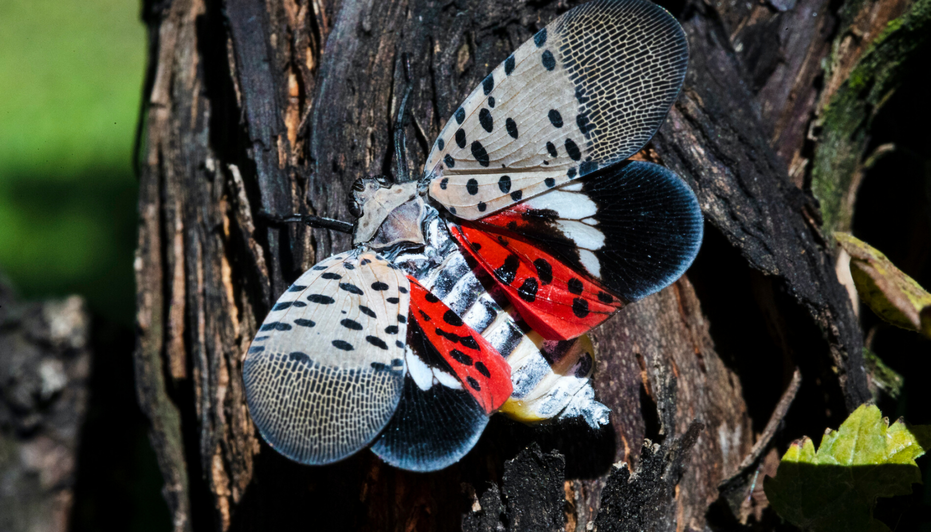 Spotted Lanternfly Management for Residents