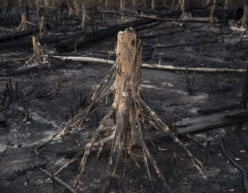 A cut tree stands in a burned area in Prainha