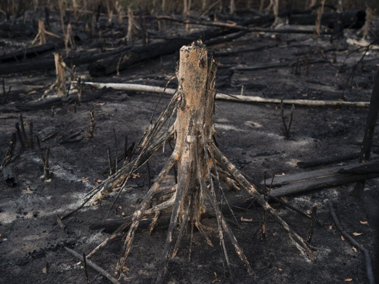A cut tree stands in a burned area in Prainha