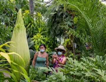 Sprout at Longwood Garden’s Tropical Terrace