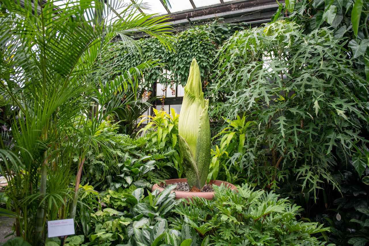 Rare, giant corpse flower set to bloom at Longwood Gardens