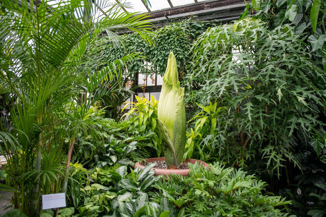 Sprout at Longwood Garden’s Tropical Terrace