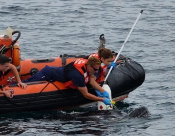 Petty Officer 3rd Class Mason Sanders and Petty Officer 2nd Class Carliene Lyon work to free a sea turtle tangled in a fishing trap line while Fireman Jason Breckner assists, August 13, 2020, near Cape May, New Jersey. (U.S. Coast Guard photo by Seaman Grimaud Kouwenaar)