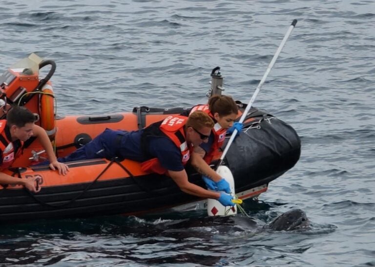 Petty Officer 3rd Class Mason Sanders and Petty Officer 2nd Class Carliene Lyon work to free a sea turtle tangled in a fishing trap line while Fireman Jason Breckner assists, August 13, 2020, near Cape May, New Jersey. (U.S. Coast Guard photo by Seaman Grimaud Kouwenaar)